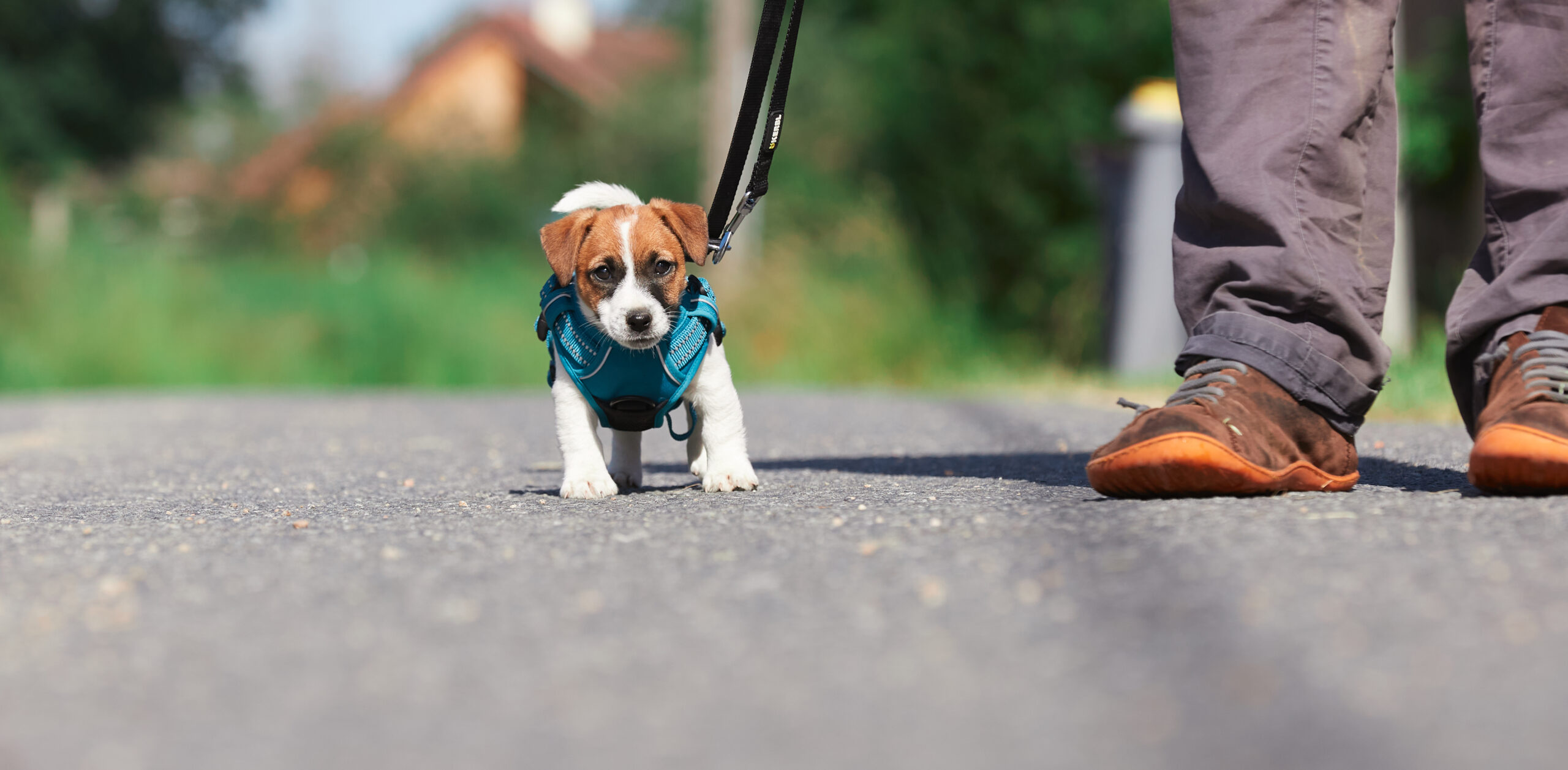 sociabilisation socialisation chiot jack russel