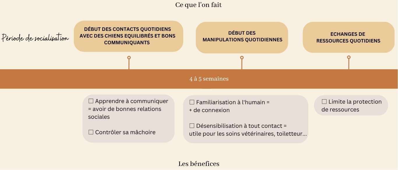 socialisation sociabilisation chiot