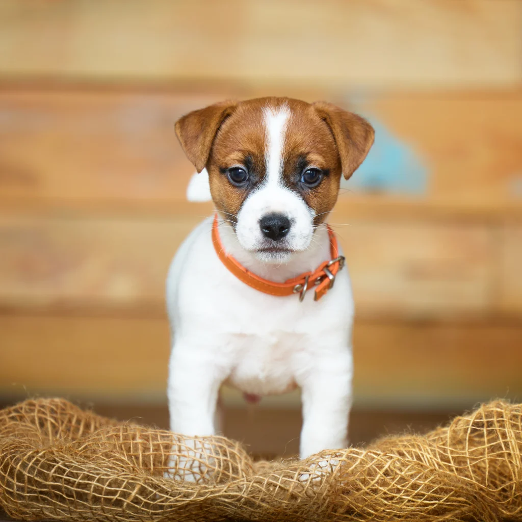 chiot jack russell