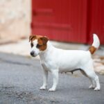 jack russel terrier