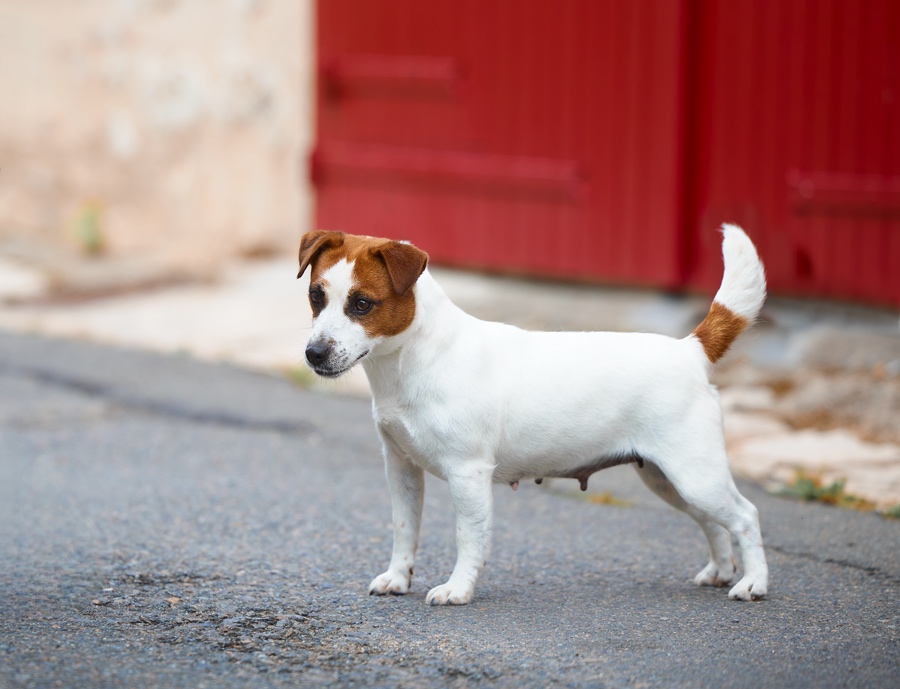 jack russel terrier