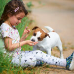 elevage jack russel terrier