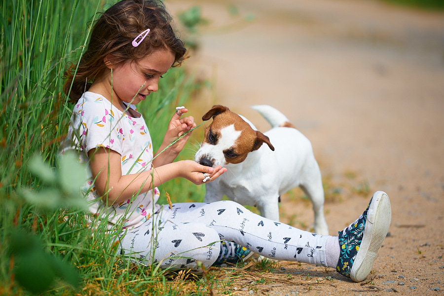 elevage jack russel terrier