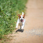 jack russell terrier caractère clown