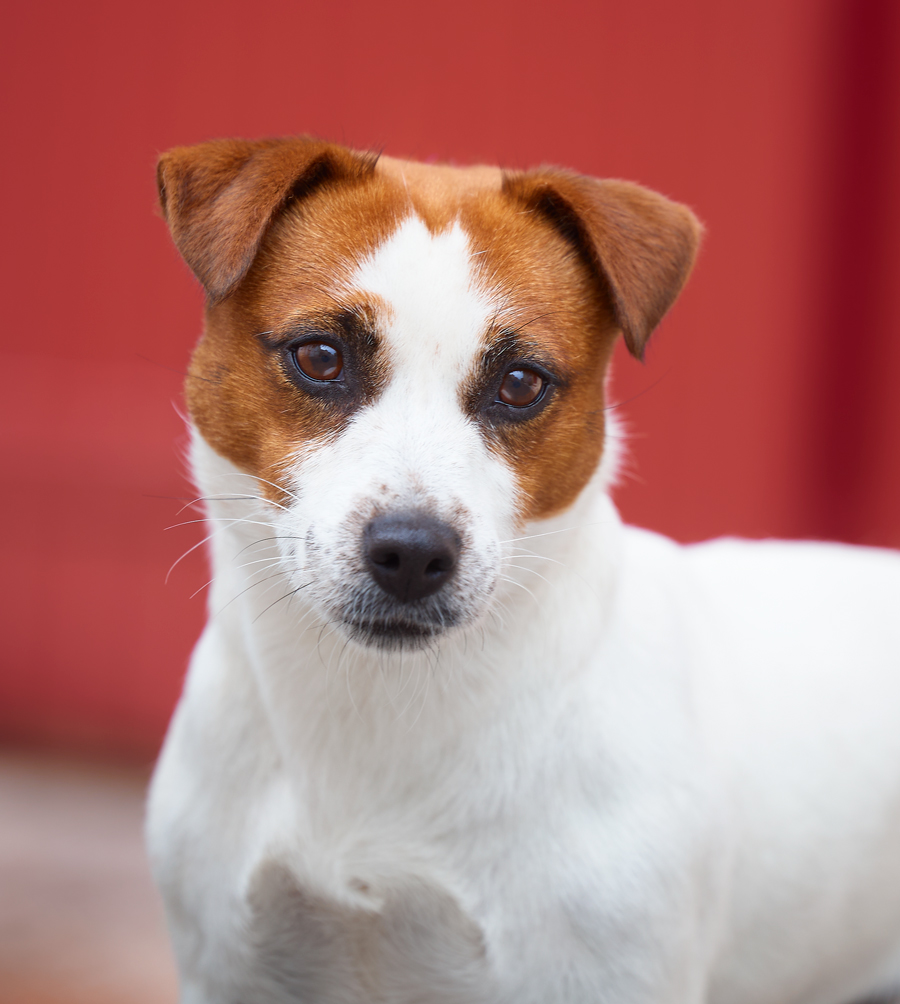 jack russel terrier