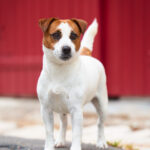 jack russell terrier