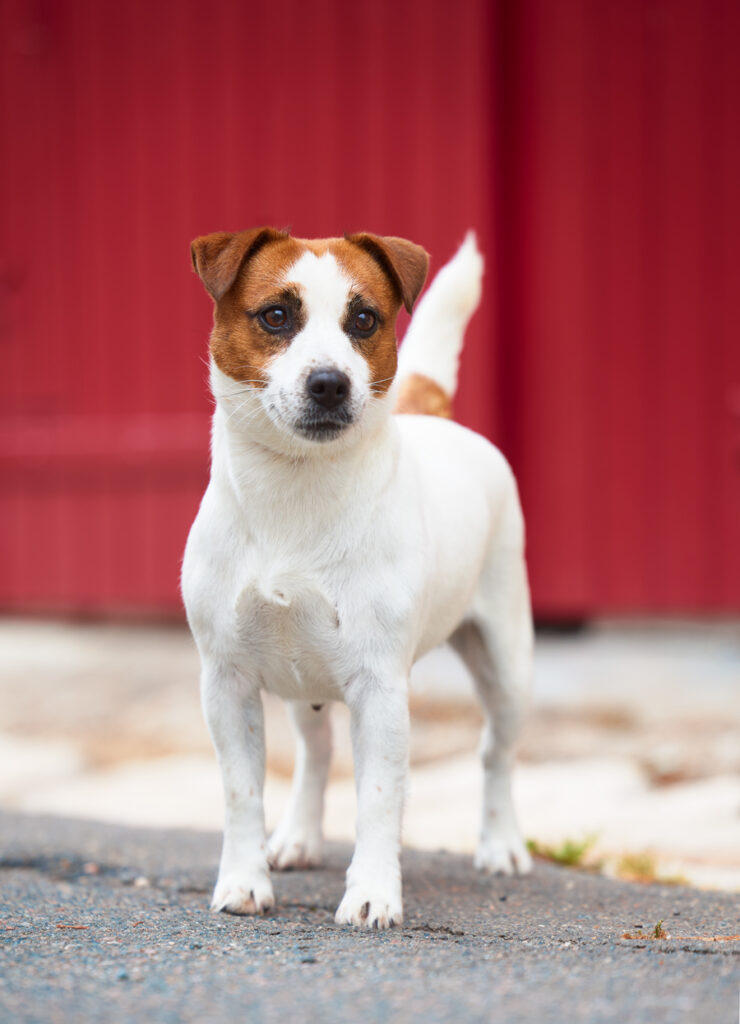 jack russell terrier