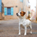 jack russell terrier marron et blanc