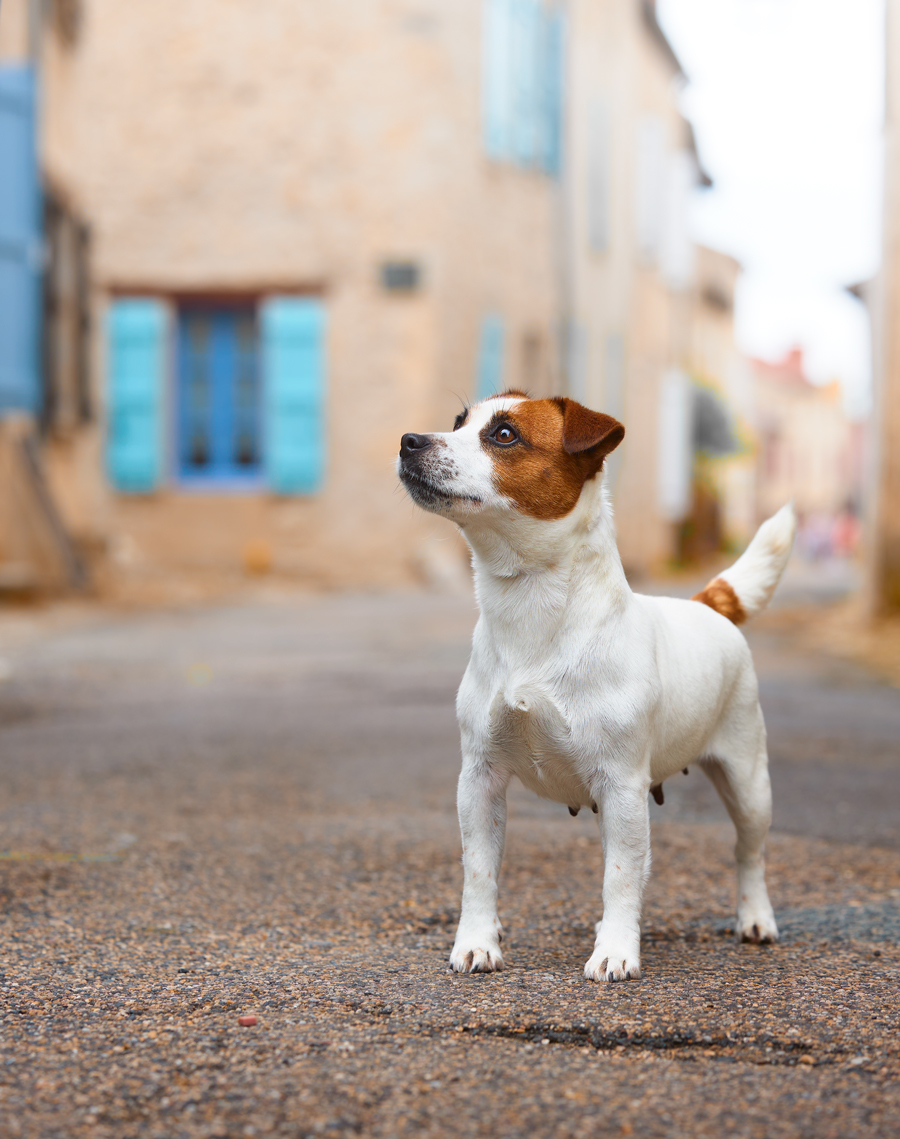 jack russell terrier marron et blanc