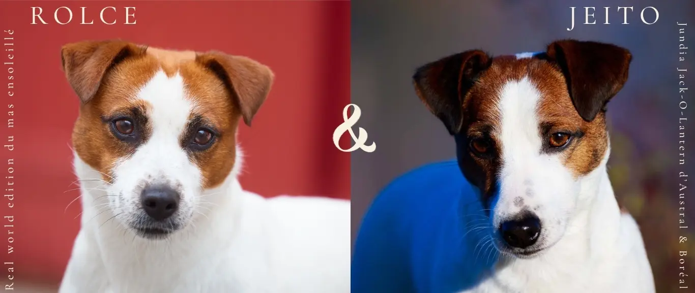 chiot jack russell LOF à naître