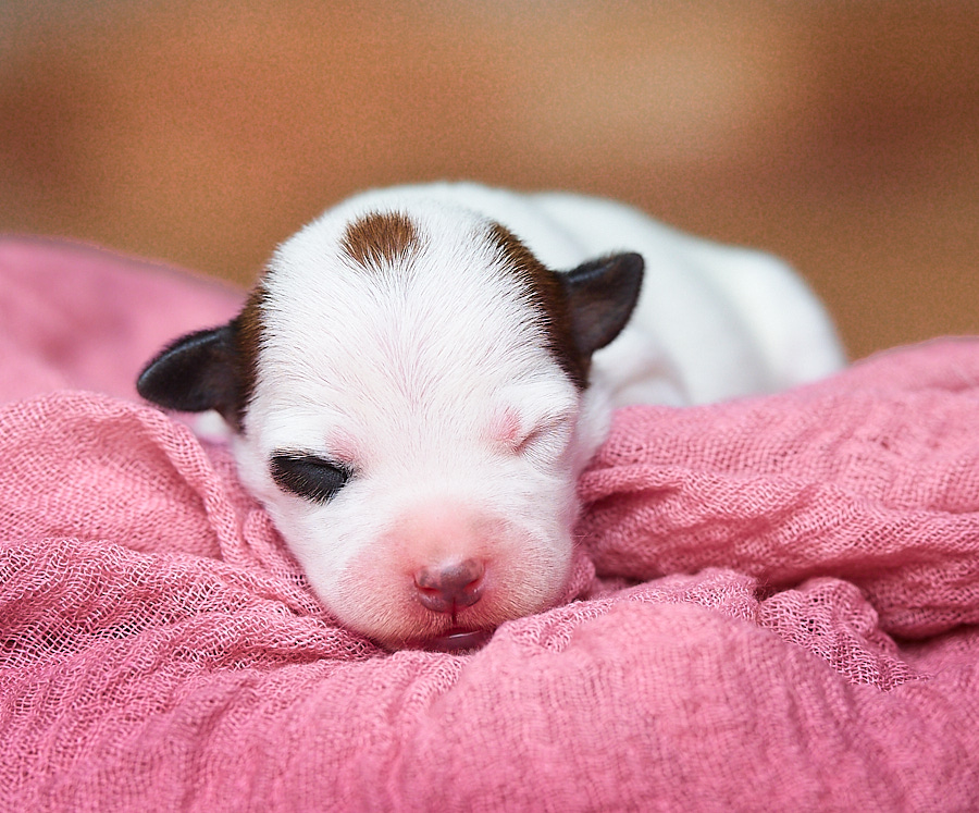 chiot jack russel