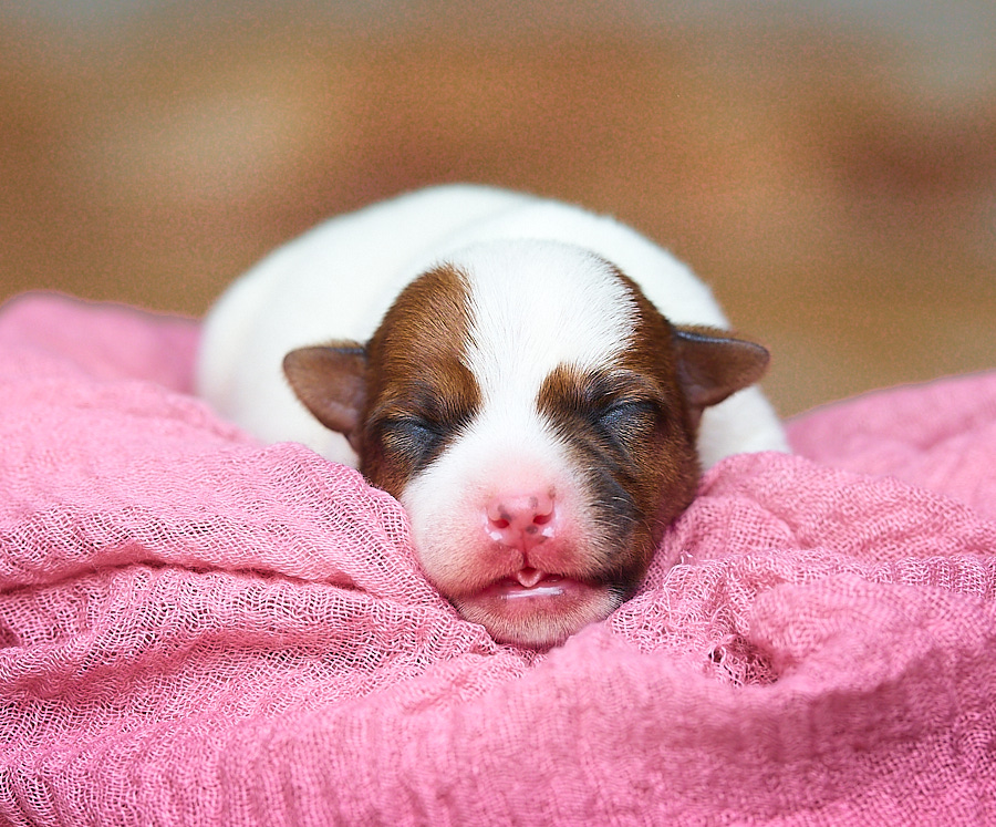 chiot jack russell