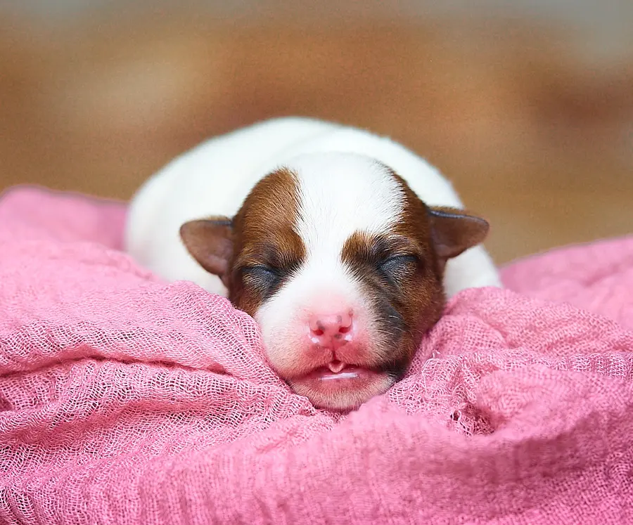 chiot jack russell