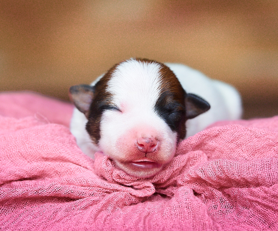 chiot jack russell