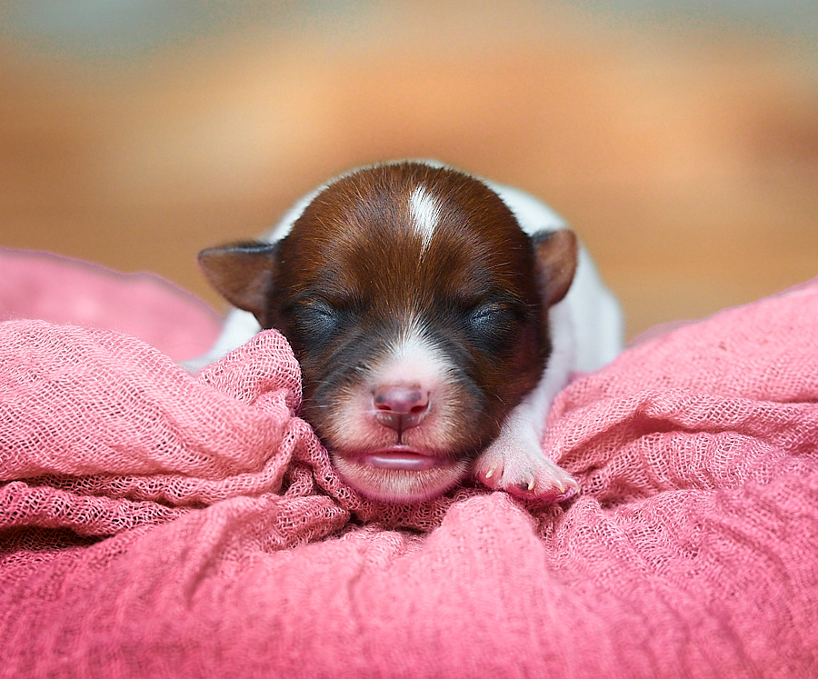 chiot jack russell