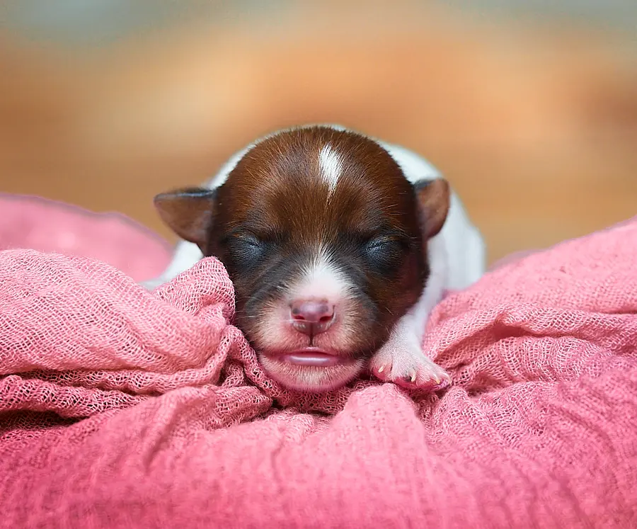 chiot jack russell