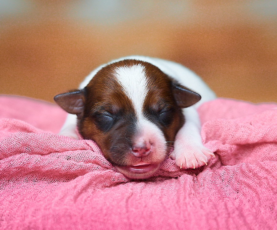 chiot jack russel