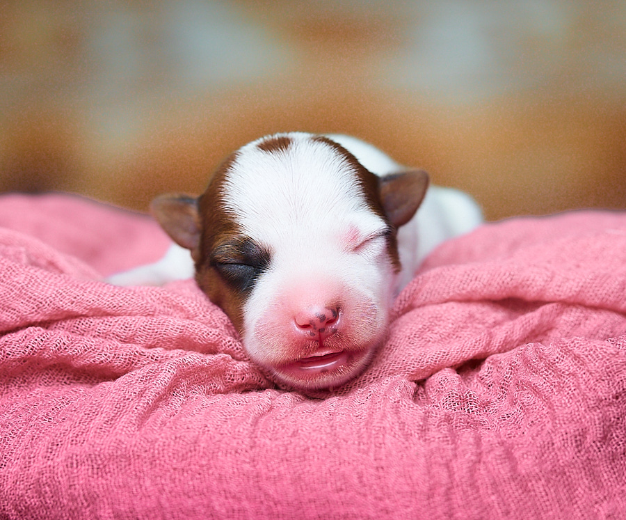 chiot jack russel