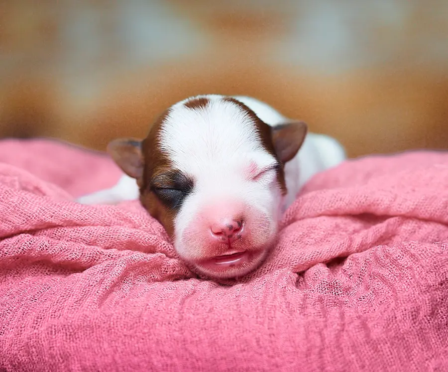 chiot jack russel