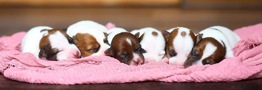 portée de chiots jack russel