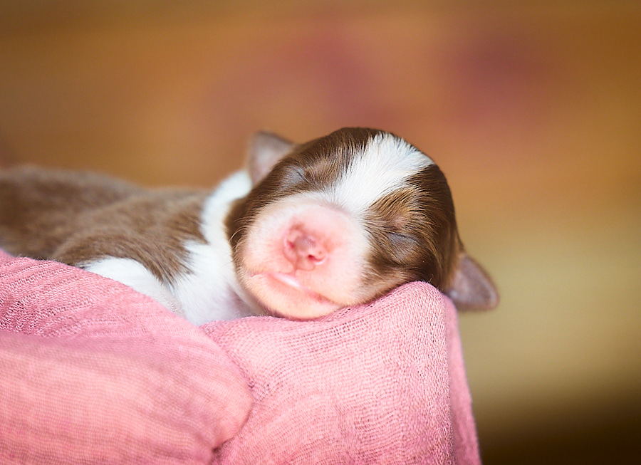 chiot berger australien rouge tricolore