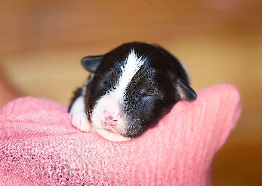 chiot berger australien