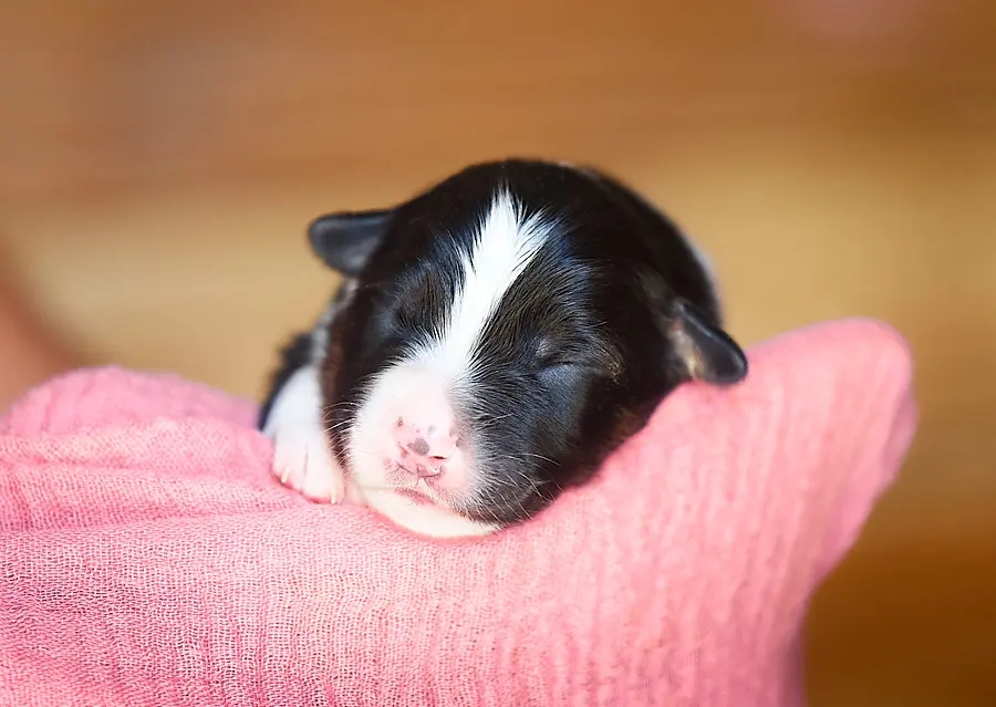 chiot berger australien