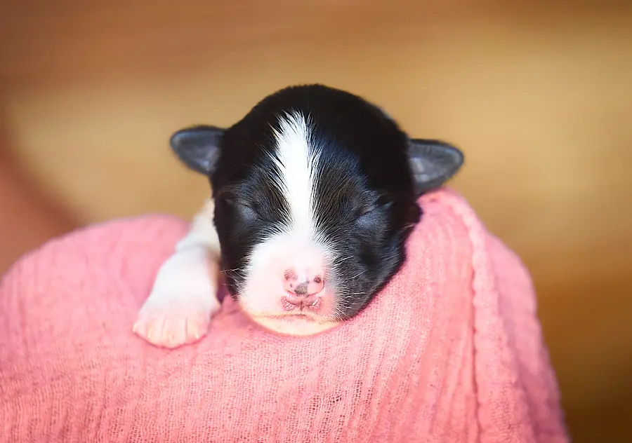 chiot berger australien