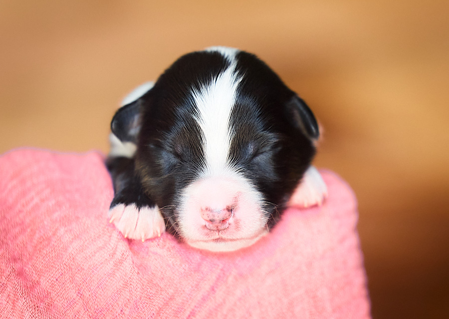 chiot berger australien LOF
