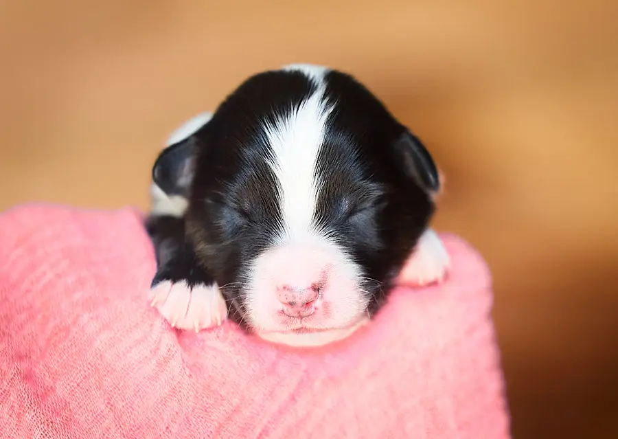 chiot berger australien LOF