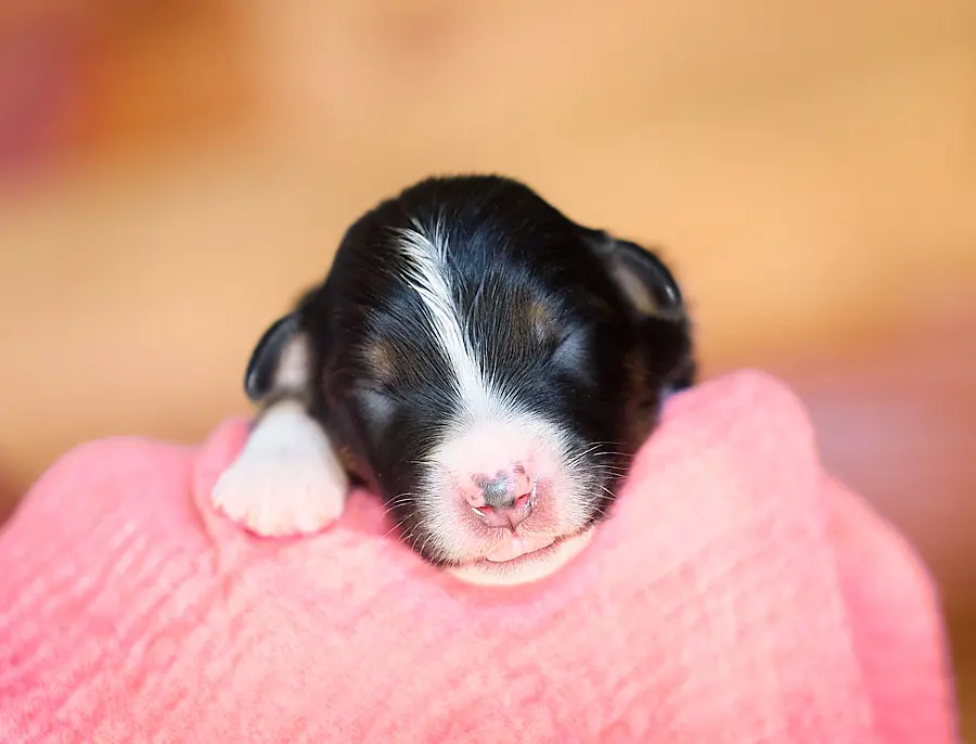 chiot berger australien noir tricolore