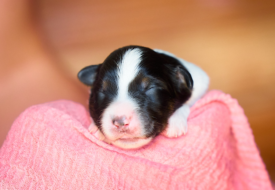 chiot berger australien