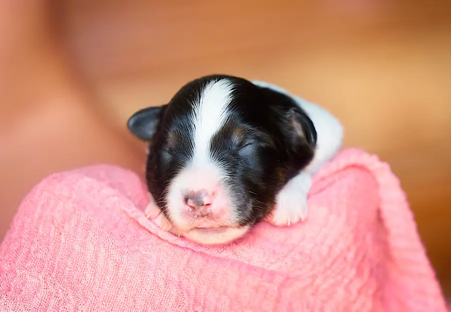chiot berger australien