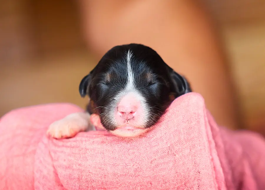 chiot berger australien