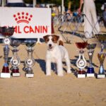 jack russell champion