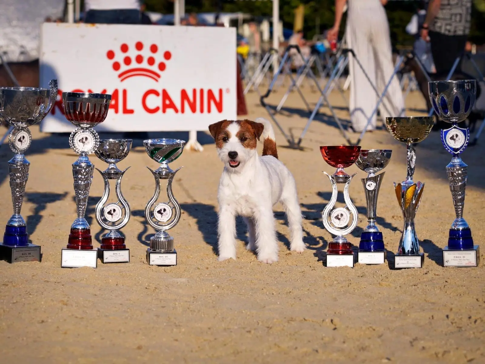 jack russell champion