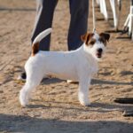 jack russell poil dur
