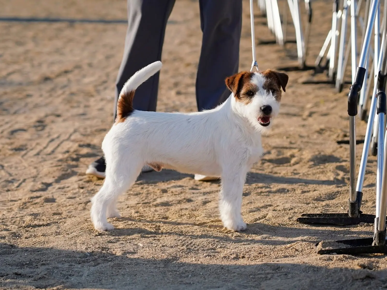 jack russell poil dur