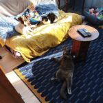 jack russell et chat